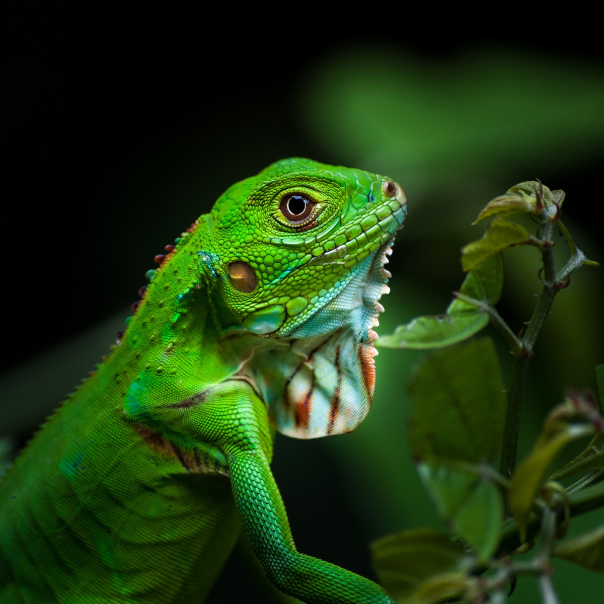 Iguana in Manuel Antonio National Park in Costa Rica