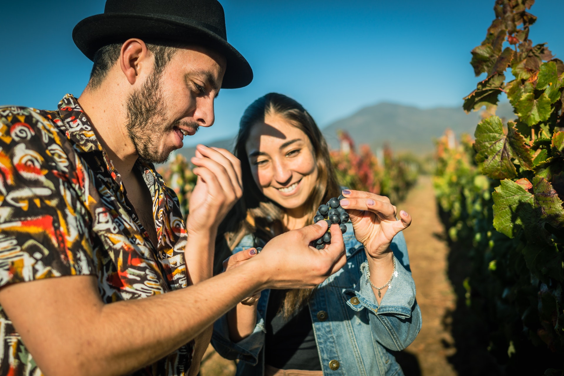 Man and woman share grapes in a vineyard